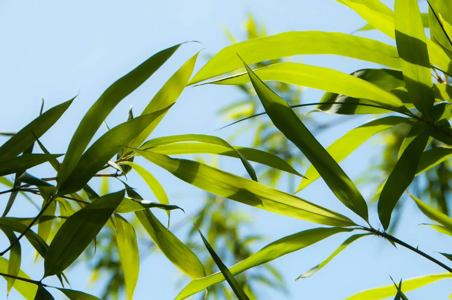 Feuilles d'arbre